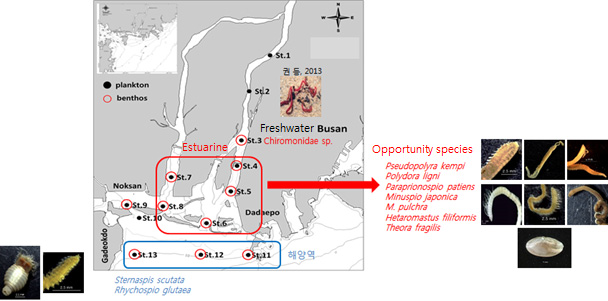 Distribution of benthic animals in the Nakdong River estuary during the study period