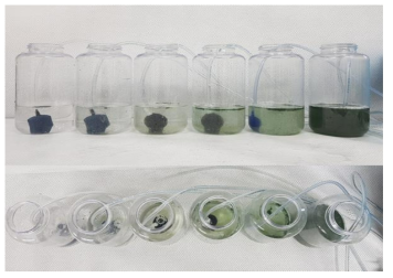 Experiment for the effect of blue-green algal density on Artemia survivor