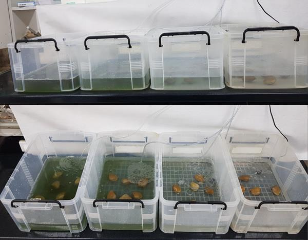 Experiment for the effect of blue-green algal density on hen clam Mactra chinensis survivor