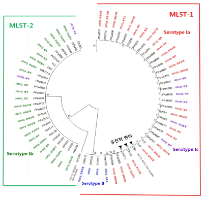 A neighbor-joining phylogenetic tree based on multiple alignments of 4 capsule polysaccharide genes, autolysin and M-like protein coding gene sequences (4,120bp) of S. parauberis