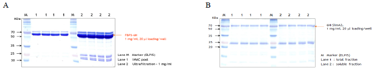Confirmation of expression in transformed E. coli BL21 (DE3) Codonplus-RIL cells was performed using purified recombinant FBP3 (A) and SimA (B) by SDS-PAGE