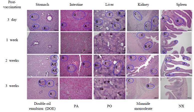 Comparison of histopathological changes after injection with 5 different adjuvants contained S. paraubers FKC. (A, cell infiltration; B, nuclear pyknosis; C, inflamatory cell; D, melano macrophage centre; E, renal tubule and glomerulus degeneration)