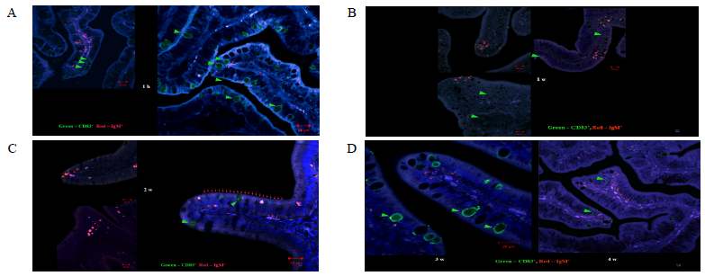 Immune cells distribution after S. parauberis antigen oral intubation. (A) 1hr, (B) 1 week, (C) 2 week, (D) 3-4 weeks (green - CD83+, red - IgM+, blue - DAPI, LU - intestinal lumen, LP - lamina propria, G - goblet cell)