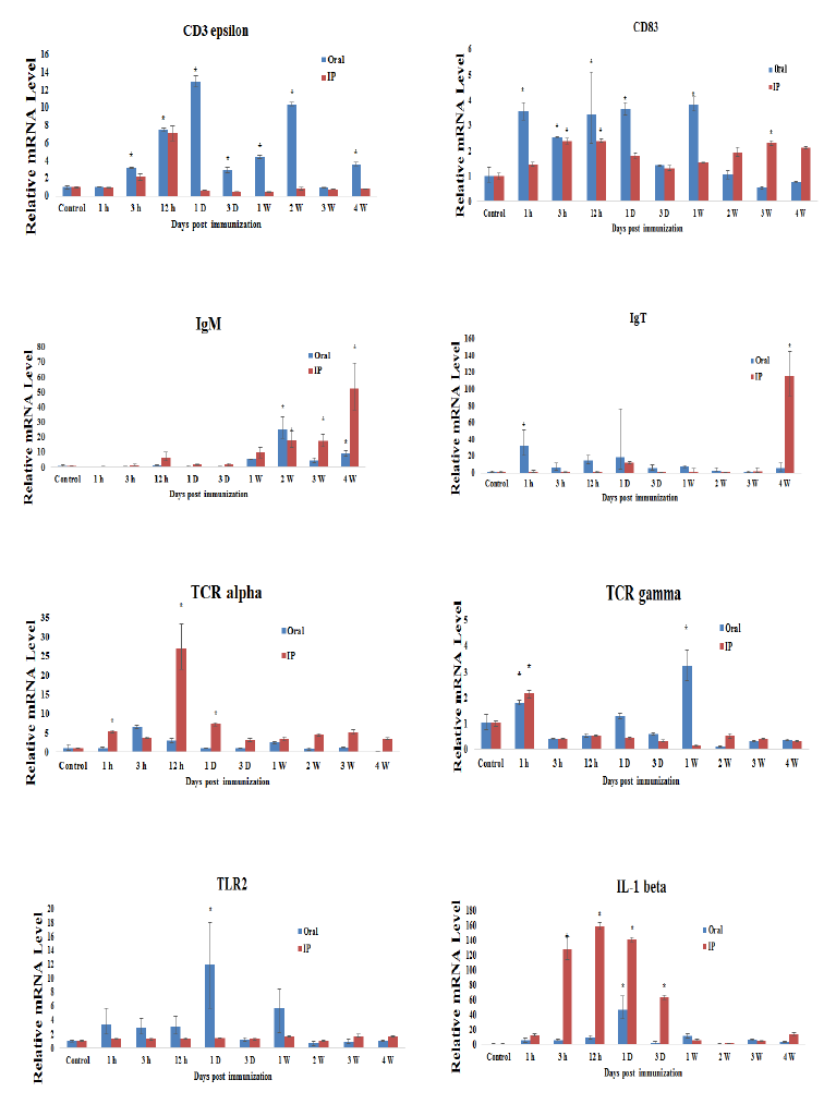 qRT-PCR analysis of expression of immune-related genes after S parauberis antigen intraperitoneal injection or oral intubation