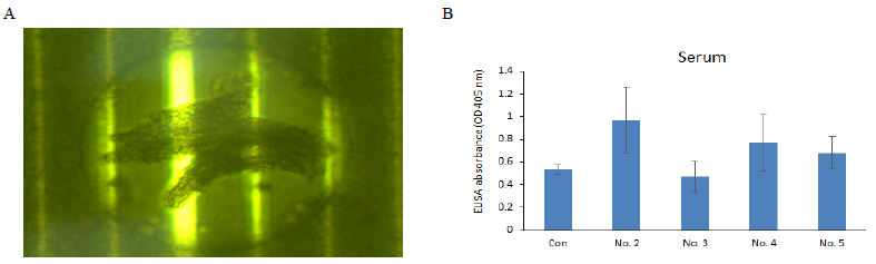 (A) Size and shape of liposome-coated S. parauberis FKC. (B) Antibody response after liposomes coated S. parauberis FKC were orally administered to olive flounder (after 3 weeks)