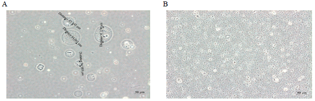 Size and shape of alginate-coated microparticle (A) and chitosan-coated nanoparticle (B) incorporating S. paraueris FKCs (200x)