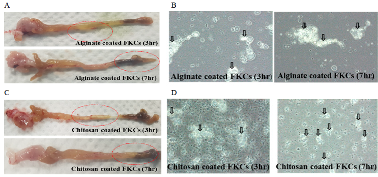 Self-ingestion and digestion of commercial feed with alginate and chitosan coated particles incoporating S. parauberis FKCs in olive flounder. A and B, alginate microparticle after 3 and 7h; C and D, chitosan microparticle after 3 and 7h