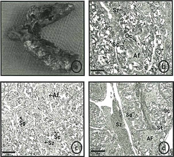 수컷화 유도(MT) 능성어 어미의 생식소 발달. (AF, atretic ovarian follicle, Oc, oocyte, Sc, spermatocyte(정원세포); Sg, Spermatogonia(정모 세포); St, spermatid(정세포); Sz, spermatozoa(정자)
