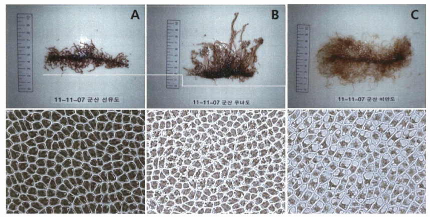 전북 고군산도 김 양식장에서 2011년 11월초 김 엽체 생육상태와 세포의 액포 비대 정도 (A : 선유도, B: 무녀도, C: 비안도)