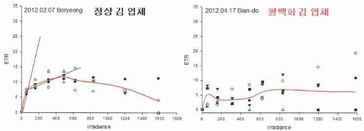 다이빙-PAM을 이용한 황백화와 정상 김 엽체의 광합성 효율