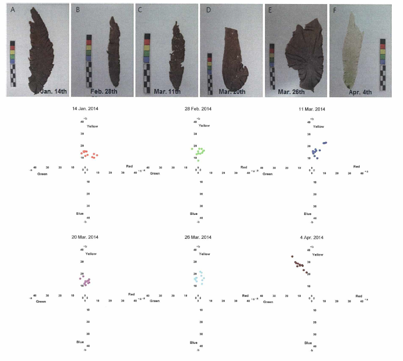 2014년 전북 고군산 해역에서 채집한 김 엽체와 색차계 분석