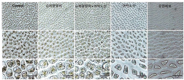 시판 시비제의 실내배양(12h r 침지) 후 김 세포 황백화 회복 결과