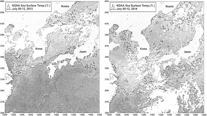 위성영상자료를 이용한 주평균 해수면온도 분포. 2013년(좌), 2014년(우)