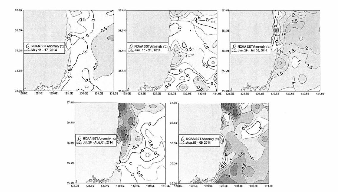 2014년 동해남부해역 냉수대 특별모니터링 시기의 7일 평균 인공위성 표면수온 평년편차 분포도