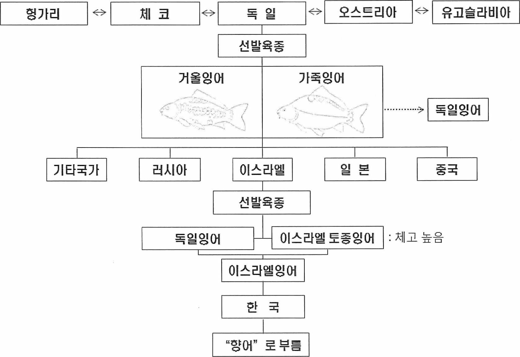 향어(이스라엘잉어)의 품종개량