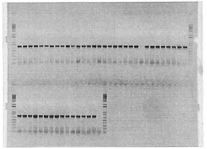 향어 mtDNA 분석