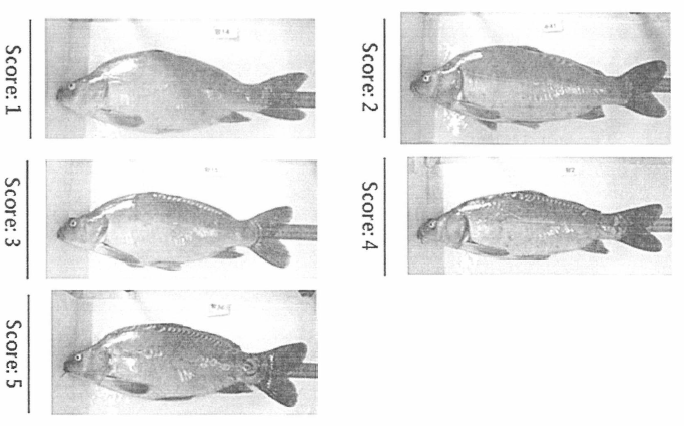 향어 친어집단의 비늘 발현에 대한 기준 설정