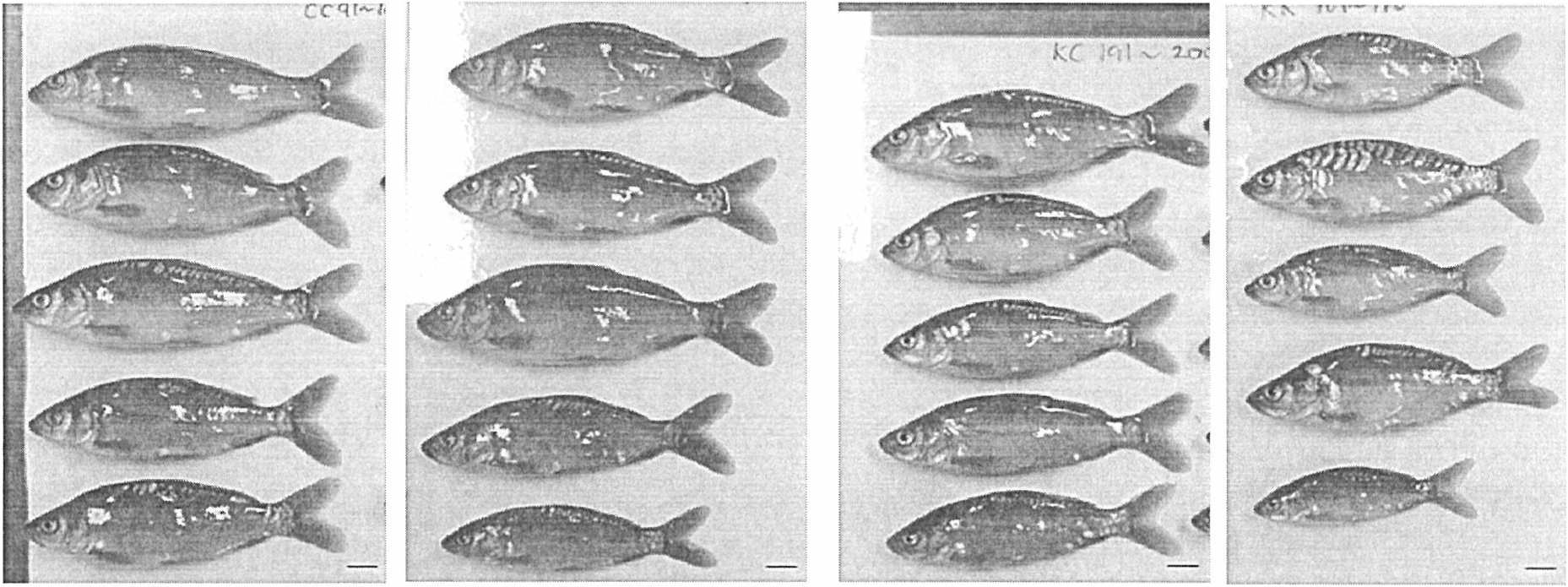 170일령의 향어 교배그룹 (왼쪽부터 cxc, CXK, KxC, KxK, scale bar； 10mm)