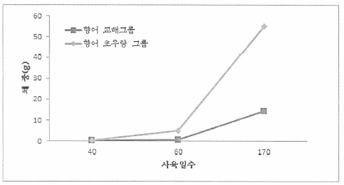 향어 교배그룹과 초우량 그룹의 성장