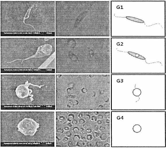Azumiobodo hoyamushi의 부유성 cyst 형성 단계. G1, 1단계 (편모충형태); G2, 2단계 (편모충내 공포등장); G3, 3단계 (편모를 보유한 cyst); G4, 4 단계 (완전한 cyst). (2014년 국립수산과학원 자료 인용)