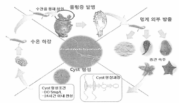 물렁증 원인체 동원핵편모충 생활사