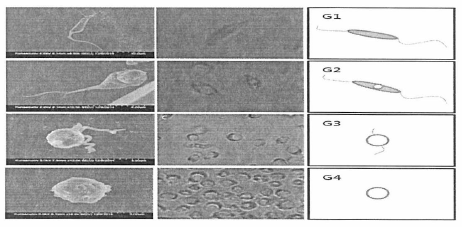 A. hoyamushi악 부유성 cyst형성 단계. G1, 1 단계 (편모충형태); G2, 2단계 (편모충내 공 포등장); G3, 3단계 (편모를 보유한 cyst); G4, 4단계 (완전한 cyst). (2014년 국립수산 과학원 자료 인용)