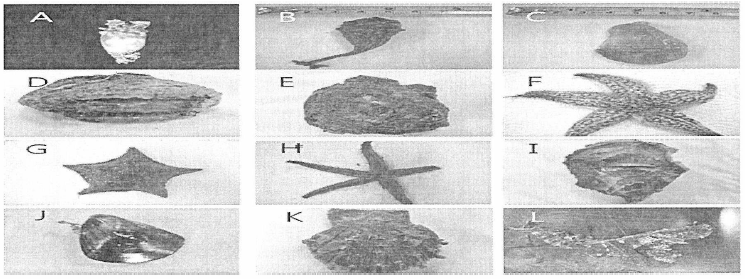 멍게 양식장 주변 채집 생물. A, 멍게 (Halocynthia roretzi) ； B, 미더덕 (Styela dava) ； C, 유령멍게 (Ciona intest ina I is) ； D, 돌멍게 (Pyura vittata) ； E, 미동정 명게류 생물; F, 아무르불가사리 (Asterias amurensis) ； G, 별불가사리 (Asterina pectinifera); H, 검은띠불가사리 (Luidia quinaria); I，굴 (Crassostrea gigas); J, 지중해 담치 (Mytilus galloprovincialis) ； K, 가리비 (Patinopeten yessoensis) ； I， 미역 (Undaria pinnati f ida)