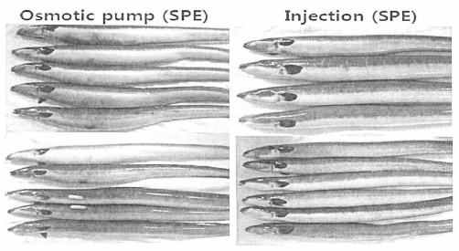 SPE-OS pump 및 SPE-Inject ion 실험구의 실험개시 48일후 외관