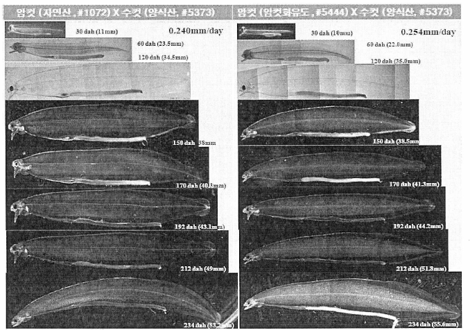 뱀장어 랩토세팔루스 (leptocephalus) 성장 과정