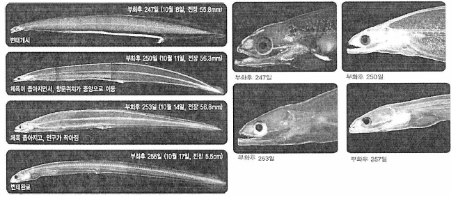 뱀장어 랩토세팔루스에서 인공 실뱀장어로의 변태 과정 (왼쪽)과 두부의 형태적인 변화