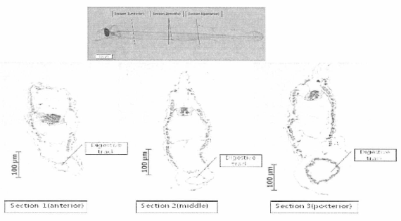 부화후 10일경 유생의 소화관 조직의 부위별 염색