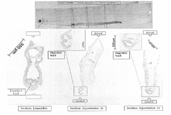부화 후 150일경 유생의 소화관 조직의 부위별 염색