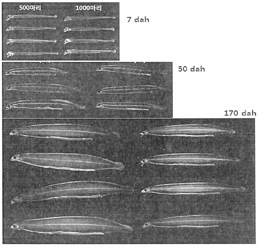 사육일에 따른 밀도별 성장를 개체 사진