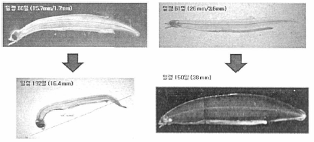 2011년 개발한 액상사료로 사육한 유생 (왼쪽)과 2012년 개발한 액상사료로 사육한 유생 (오른쪽)