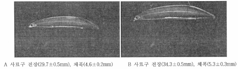 액사사료 개선실험에 의한 유생사진(140일째)