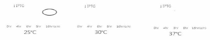 IPTG 유도 후 온도 및 시간에 따른 phytase의 발현율