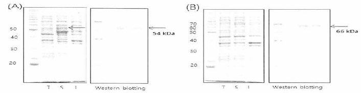 재조합 프로테아제 단백질 전기영동 (A) Pseudoalteromonas sp. 95 (B) Bacillus sp. 1-6 cellulase