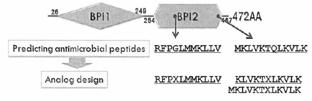 넙치 BPI 단백질로부터 항균펩타이드 유도체의 디자인