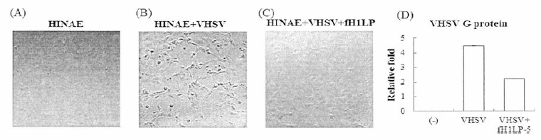재조합펩티드 항바이러스 활성 (A) 넙치세포주 단독 (B) VHSV 감염 넙치세포주 (C) 5ug/ml rfHILP 첨가 VHSV 감염 넙치세포주 (D) VHSV G protein 유전자 qPCR 결과