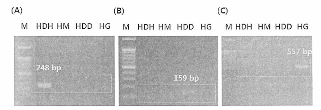 미토콘드리아 전체 게놈 서열 기반 전복류 분류용 프라이머를 이용한 PCR 결고K (A) 참전복 특이 프라이머 (B) 까막전복 특이 프라이머 (C) 말전복 특이 프라이머