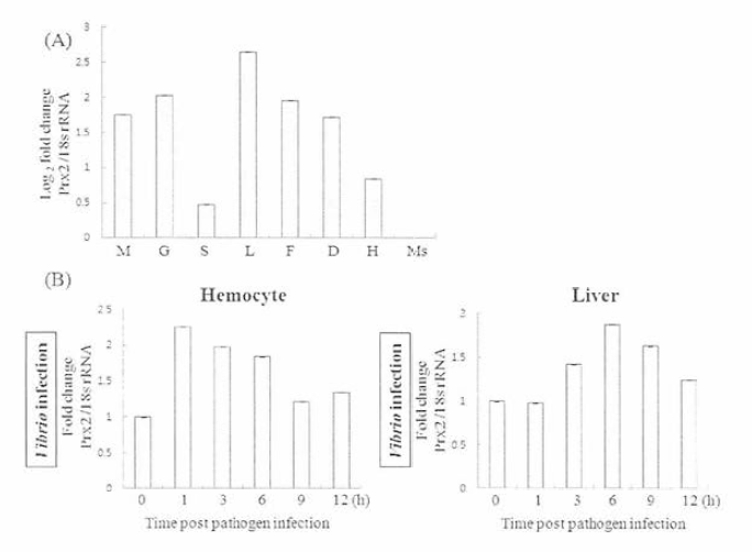 조직별 prx2의 발현 분석(A)과 비브리오 인위감염 시간별 Prx2의 발현변화확인(B)