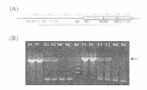 형질전환 제브라피시 미에서의 도입유전자 확인 A： 도입유전자 PCR 산물 크기, B: 도입유전자 확인 전기영동 사진