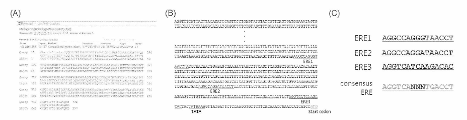 각시붕어 RuVg 유전자 염기서열 (A) EST clone RU-2-4a-T3_J08, (B) RuVg 유전자 프로모터 염기서열(2,300bp)，(C) estrogen-responsive element(ERE) 추정 염기서열