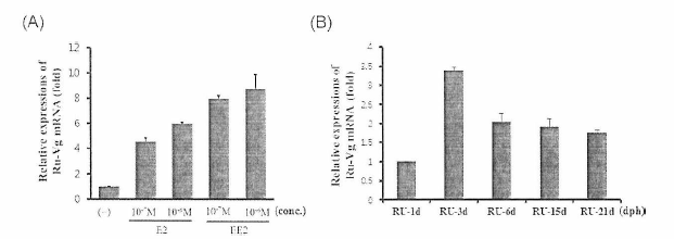각시붕어 RuVg 유전자 발현양상 : (A) 각시붕아 간췌장 세포에서 b-Estradiol(E2)와 17a_ethinylestradiol(EE2)에 의한 발현 변화 (B) 각시붕어 초기 발생동안의 발현변화