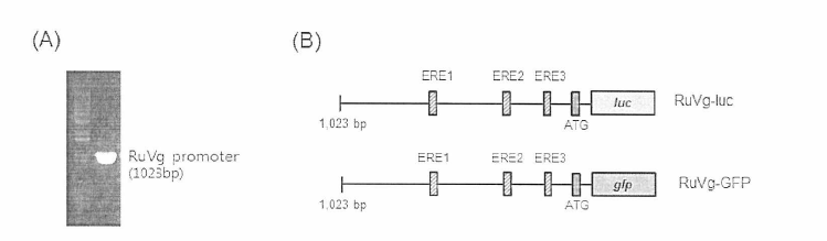 분리된 각시붕어 RuVg 프로모터 전기영동 사진(A)와 각시붕어 RuVg 프로모터 포함한 형질 전환 벡터(RuVg-luc, RuVg-GFP) 모식도(B)