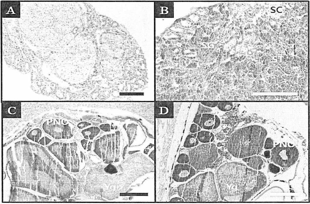 성성숙 시기의 각시붕어 생식소(A: 3월 정소, B： 4월 정소, C: 3월 난소, D: 4월 난소. PNO, oocyte in the peri-n니cleolus stage； SC, spermatozoa； SG, spermatogonia； ST, spermatid; Yg, yolk granIe. Bars=200 μm)