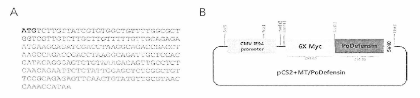 평가용 기능성 모델어류 개발을 위한 도입유전자 제작(A. 넙치 defensin 유전자 염기서열; B. 도입유전자(pCS2+MT/Defensin) 모식도)