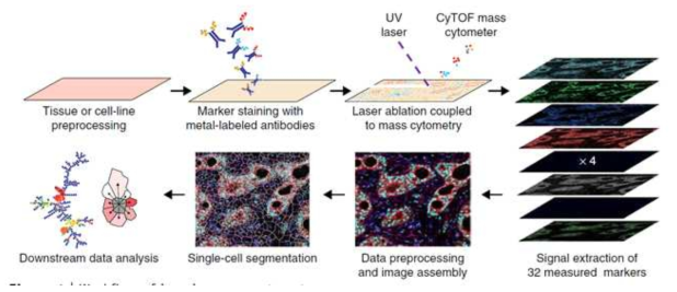 Workflow of imaging mass cytometry