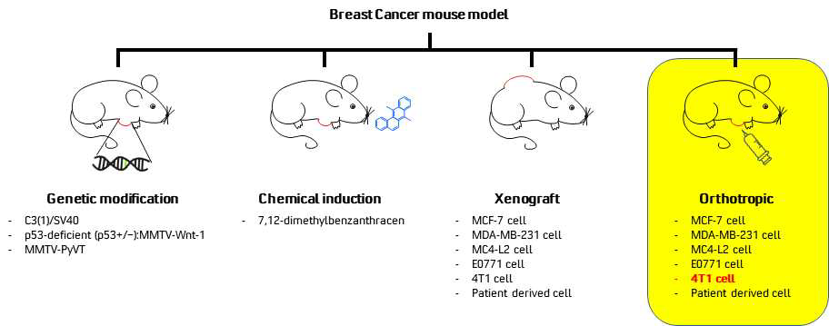 Breast Cancer mouse model