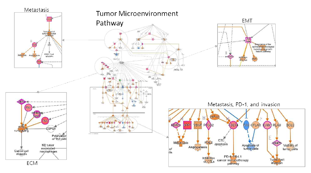 Tumor Microenvironment pathway 모식도와 해당 유전자들의 발현도 (붉은색은 치료예후가 안좋은 그룹에서 과발현되어 있음을 뜻함)